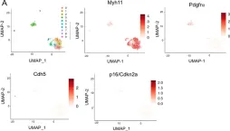 Fig.2.A showing Flow cytometry/Cell sorting from the publication: Efficacy and limitations of senolysis in atherosclerosis.