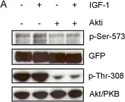 Fig.6.A showing Western Blotting from the publication: Identification of the amino acids 300-600 of IRS-2 as 14-3-3 binding region with the importance of IGF-1/insulin-regulated phosphorylation of Ser-573.