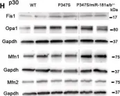 Fig.2.H showing Western Blotting from the publication: miR-181a/b downregulation: a mutation-independent therapeutic approach for inherited retinal diseases.