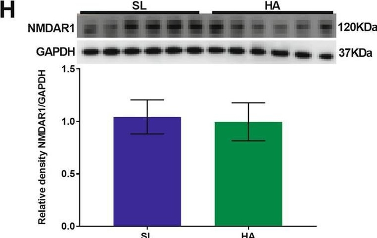 Fig.6.H showing Western Blotting from the publication: Chronic Exposure to High Altitude: Synaptic, Astroglial and Memory Changes.