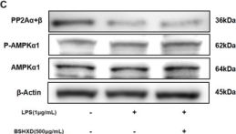 Phospho-AMPK alpha1 (Ser485) Antibody | Cell Signaling Technology