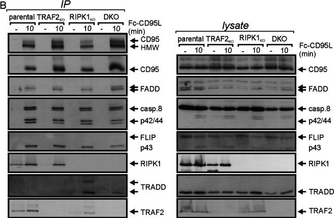 Fig.7.B showing Western Blotting in a Homo sapiens (Human) sample from the publication: TRAF2 and RIPK1 redundantly mediate classical NFκB signaling by TNFR1 and CD95-type death receptors.