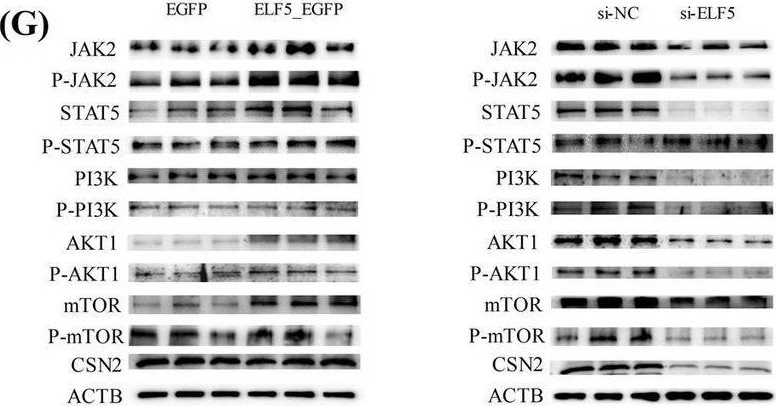 Fig.6.G showing Western Blotting from the publication: Deciphering the regulatory role of ELF5 in buffalo lactation.