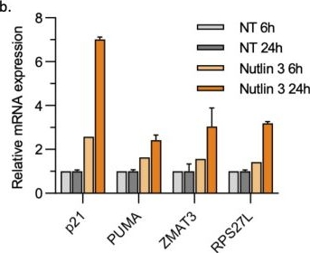 Fig.2.B from the publication: In vitro screening of compounds for targeting gastric cancer with Y220C p53 mutation: a molecule combining zinc chelation and a Michael acceptor drives CDKN1 and BBC3 expression to restore a p53-dependent cytotoxicity.