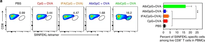 Fig.4.A showing Flow cytometry/Cell sorting in a Mus musculus (House mouse) sample from the publication: Albumin/vaccine nanocomplexes that assemble in vivo for combination cancer immunotherapy.