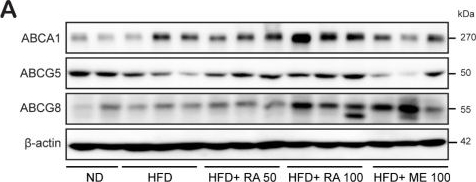 Fig.4.A showing Western Blotting from the publication: Rosmarinic Acid Exhibits a Lipid-Lowering Effect by Modulating the Expression of Reverse Cholesterol Transporters and Lipid Metabolism in High-Fat Diet-Fed Mice.