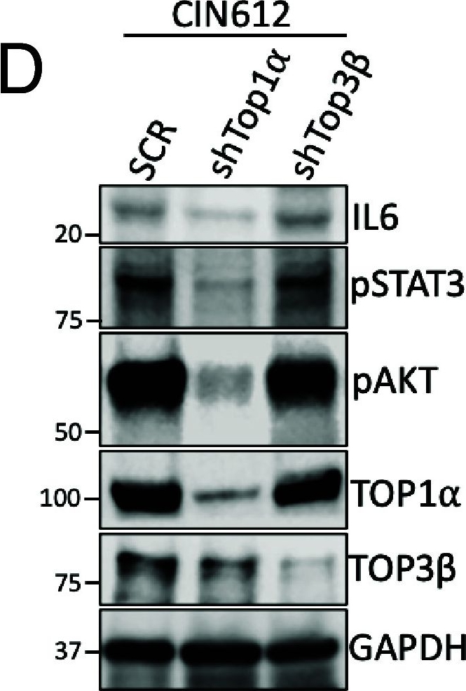 Fig.5.D showing Western Blotting from the publication: Differential roles of type I topoisomerases in regulating HPV pathogenesis.