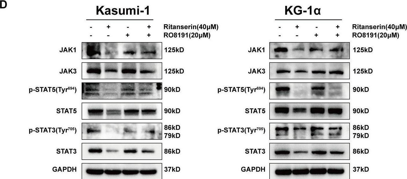 Fig.5.D showing Western Blotting from the publication: Ritanserin suppresses acute myeloid leukemia by inhibiting DGKα to downregulate phospholipase D and the Jak-Stat/MAPK pathway.