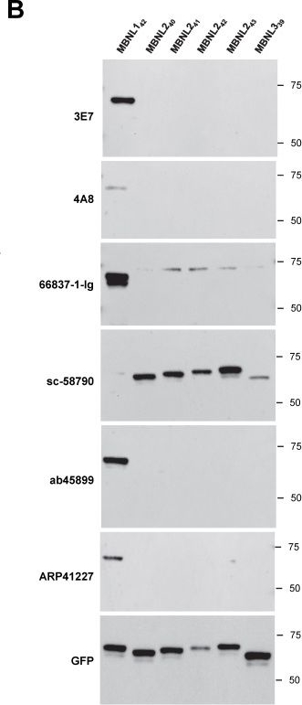 Fig.3.B showing Western Blotting in a Homo sapiens (Human) sample from the publication: Comparative Analysis of MBNL1 Antibodies: Characterization of Recognition Sites and Detection of RNA Foci Colocalization.