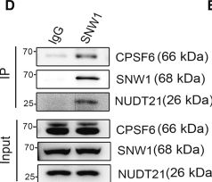 Fig.6.D showing Western Blotting from the publication: SNW1 promotes lymphatic metastasis in bladder cancer by modulating SRPK1 splicing.