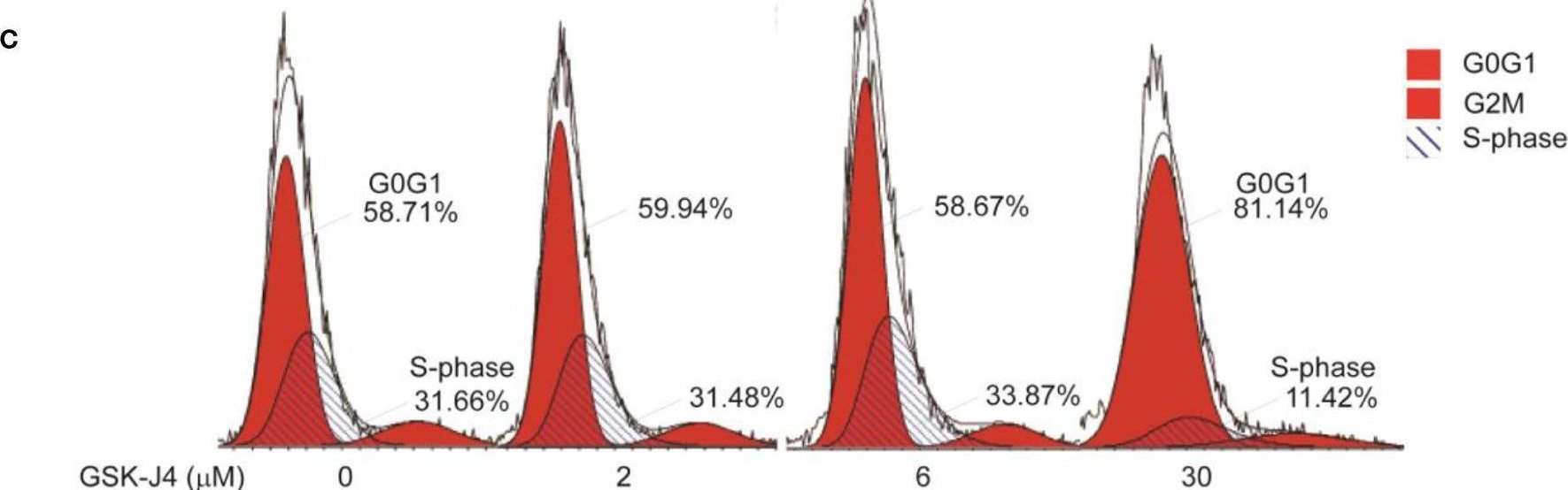Fig.4.C from the publication: Targeting H3K27me3 demethylase to inhibit Shh signaling and cholesterol metabolism in medulloblastoma growth.