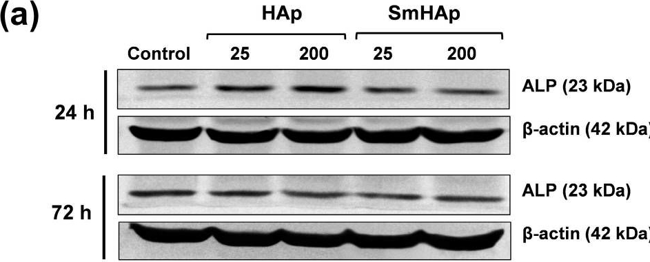 Fig.13.A showing Western Blotting in a Mus musculus (House mouse) sample from the publication: Biocompatibility and Osteogenic Activity of Samarium-Doped Hydroxyapatite-Biomimetic Nanoceramics for Bone Regeneration Applications.