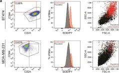 Fig.3.A showing Flow cytometry/Cell sorting in a Homo sapiens (Human) sample from the publication: Lipid Droplets Define a Sub-Population of Breast Cancer Stem Cells.