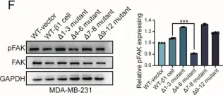 Fig.2.F showing Western Blotting from the publication: Role of Site-Specific Glycosylation in the I-Like Domain of Integrin β1 in Small Extracellular Vesicle-Mediated Malignant Behavior and FAK Activation.