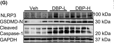Fig.4.G showing Western Blotting in a Mus musculus (House mouse) sample from the publication: Dibutyl phthalate induces sarcopenia via TNFα/TNFR1-mediated proteolytic and pyroptotic axes: evidence from NHANES and experimental models.
