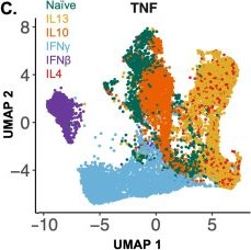 Fig.2.C from the publication: A data-driven model of macrophage polarization states reveals an IFN macrophage signature in active Crohn's disease.