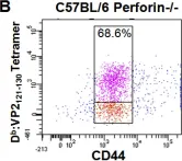 Fig.1.B showing Flow cytometry/Cell sorting from the publication: Induction of blood brain barrier tight junction protein alterations by CD8 T cells.