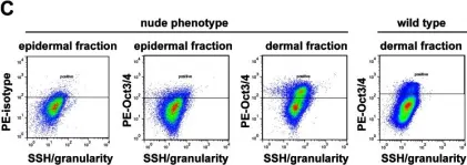 Fig.4.C showing Flow cytometry/Cell sorting in a Mus musculus (House mouse) sample from the publication: Highly upregulated Lhx2 in the Foxn1-/- nude mouse phenotype reflects a dysregulated and expanded epidermal stem cell niche.