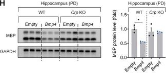 Fig.5.H showing Western Blotting in an Oryctolagus cuniculus (Rabbit) sample from the publication: CRP Deficiency Rescues Periodontitis-Induced Hippocampal Neurogenesis Impairment by Suppressing OPC-Derived BMP4 Signaling in Rats.