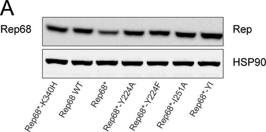 Identification of a Functionally Relevant Adeno-Associated Virus Rep68 Oligomeric Interface.