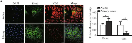 Fig.1.A showing Immunohistochemistry-immunofluorescence from the publication: ZEB2 facilitates peritoneal metastasis by regulating the invasiveness and tumorigenesis of cancer stem-like cells in high-grade serous ovarian cancers.