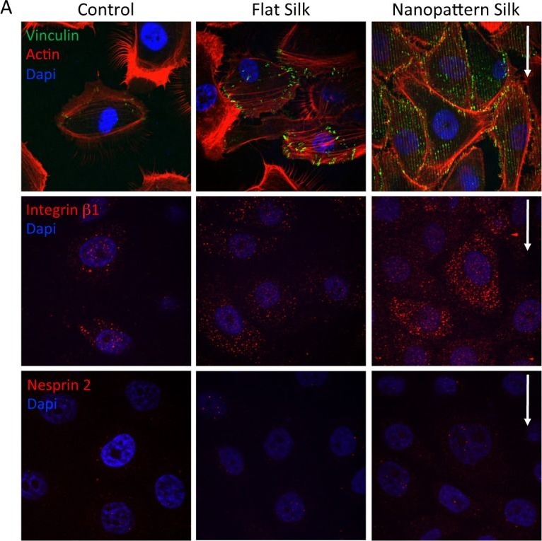 Fig.8.A showing Immunocytochemistry-immunofluorescence in a Homo sapiens (Human) sample from the publication: Micro- and Nanoscale Topographies on Silk Regulate Gene Expression of Human Corneal Epithelial Cells.