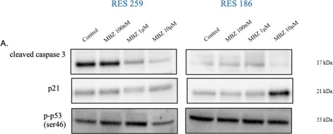 Fig.3.A showing Western Blotting from the publication: Mebendazole Shows Antiproliferative and Antimigratory Effects in Paediatric Low-Grade Glioma Models.