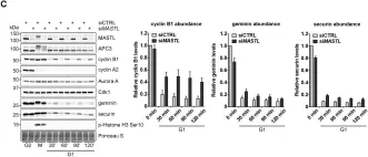 Fig.2.C showing Western Blotting in a Homo sapiens (Human) sample from the publication: MASTL promotes cyclin B1 destruction by enforcing Cdc20-independent binding of cyclin B1 to the APC/C.