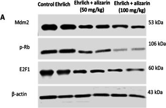 Fig.5.A showing Western Blotting from the publication: Cytotoxic and proapoptotic effects of alizarin in mice with Ehrlich solid tumor: novel insights into ERα-mediated MDM2/p-Rb/E2F1 signaling pathway.