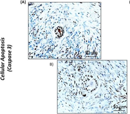 Fig.8.A showing Immunohistochemistry in a Rattus norvegicus (Rat) sample from the publication: Medical Grade Honey as a Promising Treatment to Improve Ovarian Tissue Transplantation.