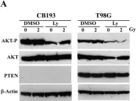 Fig.1.A showing Western Blotting from the publication: Radiation-induced upregulation of telomerase activity escapes PI3-kinase inhibition in two malignant glioma cell lines.