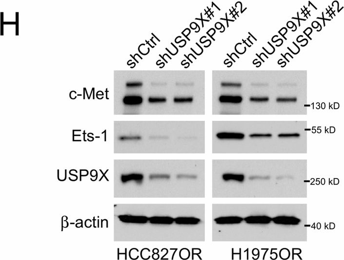 Fig.5.H showing Western Blotting in a Homo sapiens (Human) sample from the publication: Xanthohumol overcomes osimertinib resistance via governing ubiquitination-modulated Ets-1 turnover.