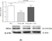 Fig.7.B showing Western Blotting in a Mus musculus (House mouse) sample from the publication: Liraglutide Protects Against Brain Amyloid-β1-42 Accumulation in Female Mice with Early Alzheimer's Disease-Like Pathology by Partially Rescuing Oxidative/Nitrosative Stress and Inflammation.