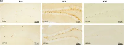 sc-271390) Doublecortin/DCX Antibody (E-6) - Santa Cruz
