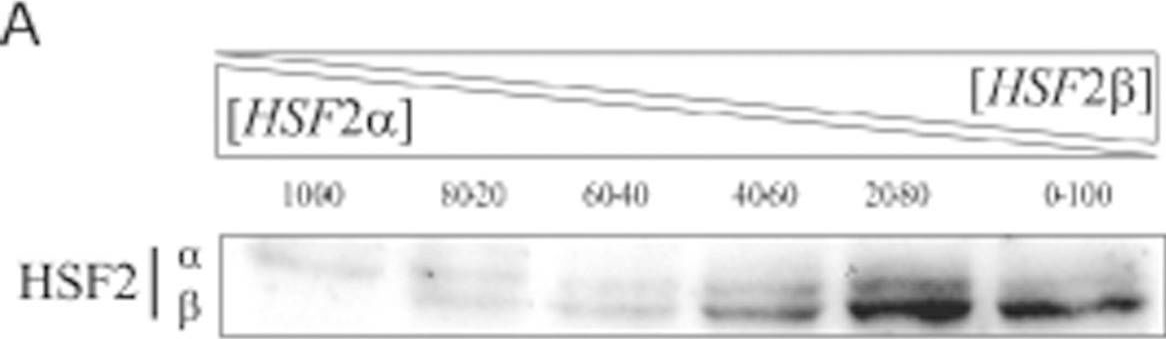 Fig.3.A showing Western Blotting in a Homo sapiens (Human) sample from the publication: Unraveling complex interplay between heat shock factor 1 and 2 splicing isoforms.