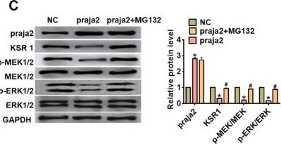Fig.4.C showing Western Blotting in a Homo sapiens (Human) sample from the publication: Praja2 suppresses the growth of gastric cancer by ubiquitylation of KSR1 and inhibiting MEK-ERK signal pathways.
