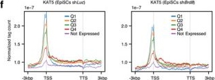 Fig.7.A showing Flow cytometry/Cell sorting from the publication: BRD8 Guards the Pluripotent State by Sensing and Maintaining Histone Acetylation.