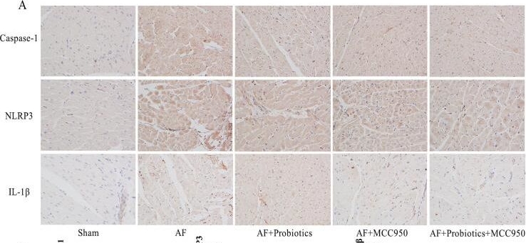 Fig.4.A showing Immunohistochemistry in a Rattus norvegicus (Rat) sample from the publication: Probiotics Ameliorate Atrial Fibrillation-Associated Biomarkers and Inflammation in Rats via Modulation of the Gut Microbiota and NLRP3 Inflammasome Pathway.