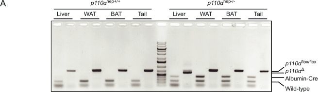 Fig.1.A showing Western Blotting in a Mus musculus (House mouse) sample from the publication: Liver gene expression and its rewiring in hepatic steatosis are controlled by PI3Kα-dependent hepatocyte signaling.