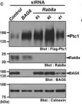 Fig.1.C showing Western Blotting from the publication: Cytoplasmic control of Rab family small GTPases through BAG6.
