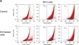 Fig.3.C showing Flow cytometry/Cell sorting in a Homo sapiens (Human) sample from the publication: Extracellular vesicles from symbiotic vaginal lactobacilli inhibit HIV-1 infection of human tissues.