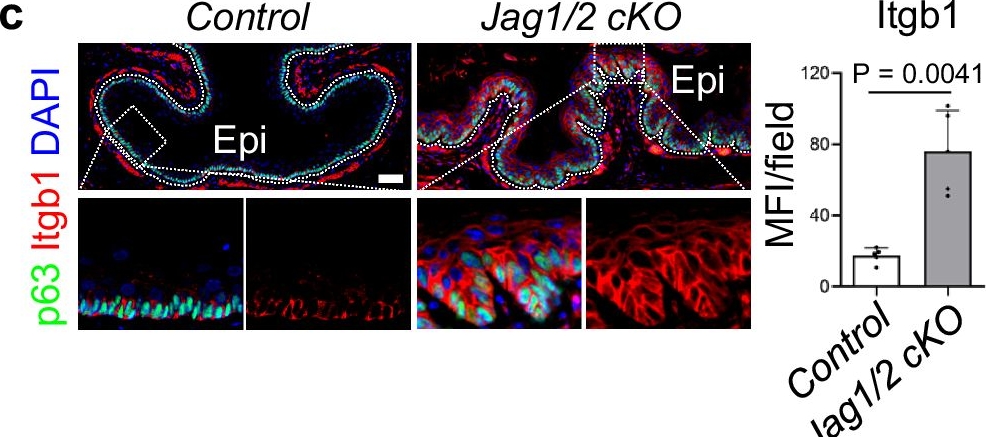 Fig.4.C showing Immunohistochemistry-immunofluorescence from the publication: Jag1/2 maintain esophageal homeostasis and suppress foregut tumorigenesis by restricting the basal progenitor cell pool.