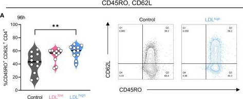 Fig.2.A showing Flow cytometry/Cell sorting from the publication: Low-density lipoprotein balances T cell metabolism and enhances response to anti-PD-1 blockade in a HCT116 spheroid model.
