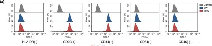 Fig.1.A showing Flow cytometry/Cell sorting in a Mus musculus (House mouse) sample from the publication: miR-203-3p promotes senescence of mouse bone marrow mesenchymal stem cells via downregulation of Pbk.