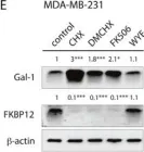 Fig.6.E showing Western Blotting from the publication: Rapalogs can promote cancer cell stemness in vitro in a Galectin-1 and H-ras-dependent manner.