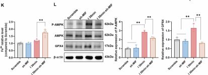Phospho-AMPK alpha (Thr172) (40H9) Rabbit Monoclonal Antibody