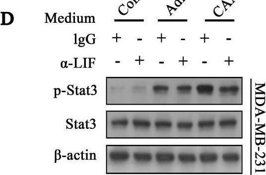 Fig.2.D showing Western Blotting from the publication: Cancer-associated adipocytes promote the invasion and metastasis in breast cancer through LIF/CXCLs positive feedback loop.