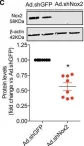 Fig.4.C showing Western Blotting from the publication: Fibroblast Nox2 (NADPH Oxidase-2) Regulates ANG II (Angiotensin II)-Induced Vascular Remodeling and Hypertension via Paracrine Signaling to Vascular Smooth Muscle Cells.