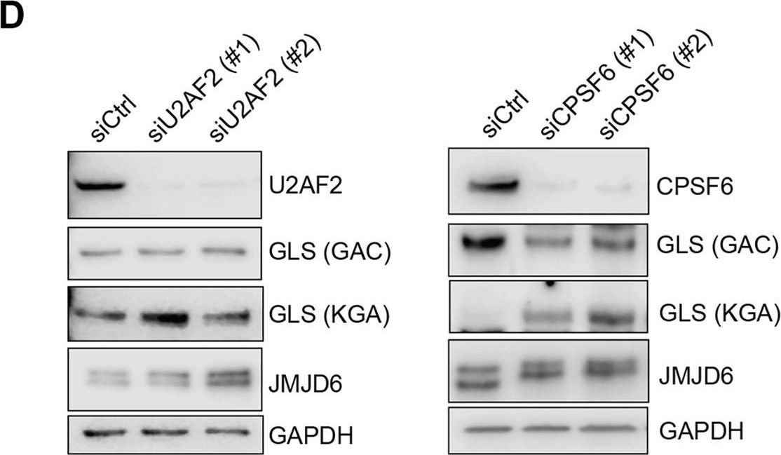 Fig.6.D showing Western Blotting in a Homo sapiens (Human) sample from the publication: Metabolic reprogramming of cancer cells by JMJD6-mediated pre-mRNA splicing associated with therapeutic response to splicing inhibitor.