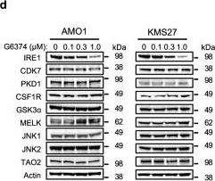 Fig.1.D showing Western Blotting from the publication: Chemically-induced degradation of the endoplasmic-reticulum stress sensor IRE1 by a VHL-recruiting chimera.
